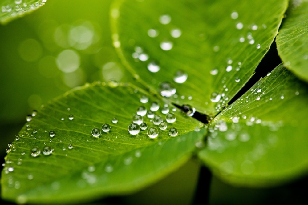 190916_Winthrop_Garden-2229